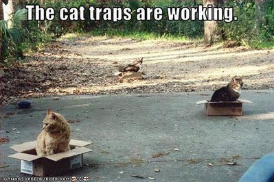 cat_traps.jpg